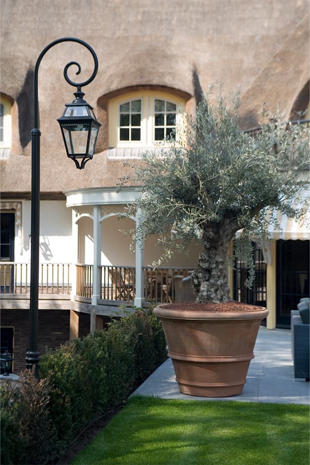 Beringhem B.V. olijfboom naast het pand